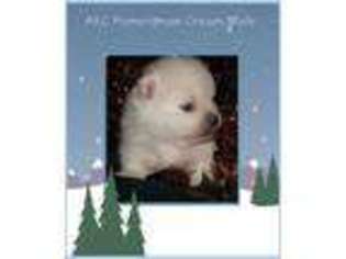 Pomeranian Puppy for sale in WOODWARD, OK, USA