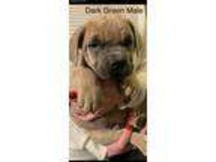 Cane Corso Puppy for sale in Sligo, PA, USA