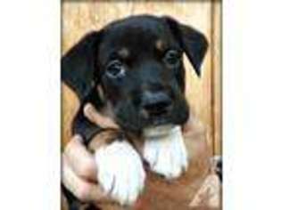 Greater Swiss Mountain Dog Puppy for sale in SEATTLE, WA, USA