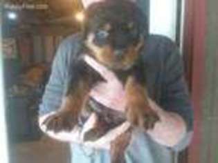 Rottweiler Puppy for sale in Auburn, WA, USA
