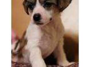 Chinese Crested Puppy for sale in Grand Saline, TX, USA
