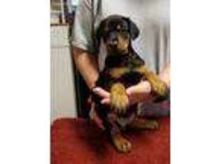 Doberman Pinscher Puppy for sale in Wellsville, MO, USA