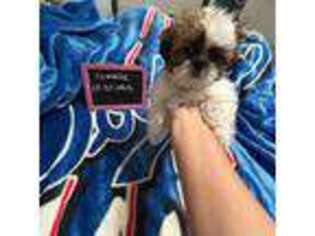 Mutt Puppy for sale in Bellflower, CA, USA
