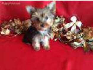 Yorkshire Terrier Puppy for sale in Berwick, IL, USA