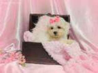 Maltese Puppy for sale in Osceola, MO, USA