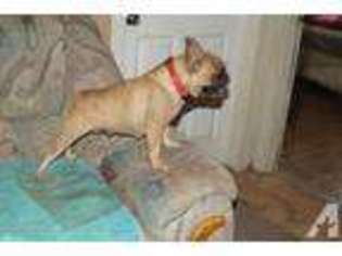 French Bulldog Puppy for sale in Coolidge, AZ, USA