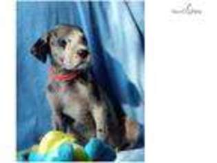 Great Dane Puppy for sale in Cincinnati, OH, USA