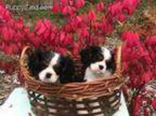 Cavalier King Charles Spaniel Puppy for sale in Oregon City, OR, USA