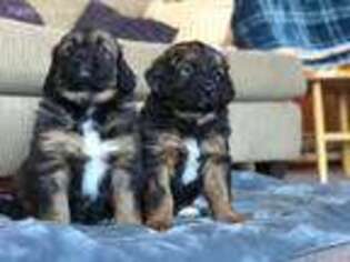 Leonberger Puppy for sale in Evergreen, CO, USA