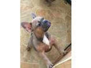 French Bulldog Puppy for sale in Connersville, IN, USA