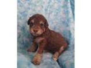 Mutt Puppy for sale in Ocean Shores, WA, USA
