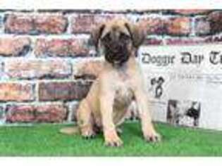 Mastiff Puppy for sale in Baltimore, MD, USA