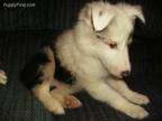 Shetland Sheepdog Puppy for sale in Knox, IN, USA