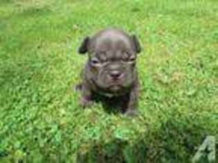 French Bulldog Puppy for sale in SENECA FALLS, NY, USA