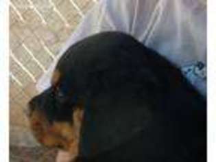 Rottweiler Puppy for sale in Scottsdale, AZ, USA