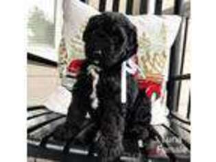 Mutt Puppy for sale in Talking Rock, GA, USA