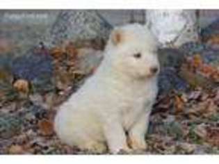 Alaskan Malamute Puppy for sale in Big Lake, AK, USA