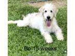 Labradoodle Puppy for sale in Crossett, AR, USA