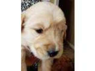 Golden Retriever Puppy for sale in Indian Trail, NC, USA