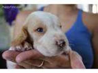 Beagle Puppy for sale in Dinuba, CA, USA