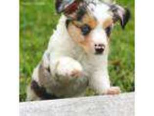Miniature Australian Shepherd Puppy for sale in Melbourne Beach, FL, USA