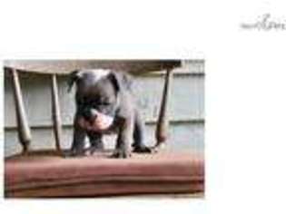 Olde English Bulldogge Puppy for sale in Greenville, SC, USA