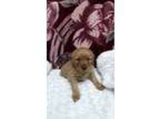 Golden Retriever Puppy for sale in Withee, WI, USA