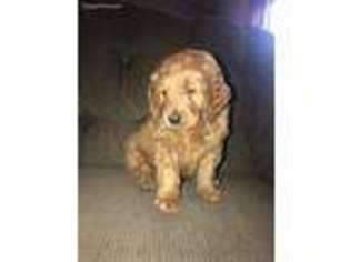 Goldendoodle Puppy for sale in Missoula, MT, USA