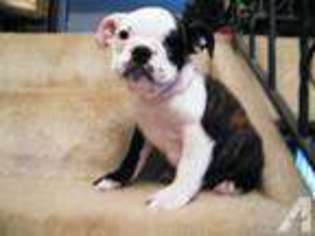 Bulldog Puppy for sale in NAVARRE, OH, USA