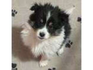 Shetland Sheepdog Puppy for sale in Berkeley Springs, WV, USA