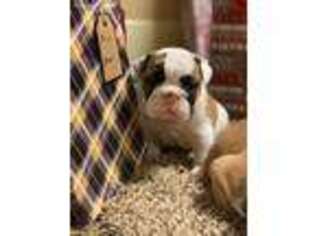 Bulldog Puppy for sale in Winfield, KS, USA