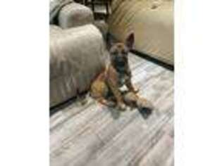 Belgian Malinois Puppy for sale in Costa Mesa, CA, USA