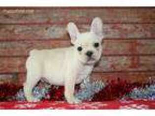 French Bulldog Puppy for sale in Danville, OH, USA