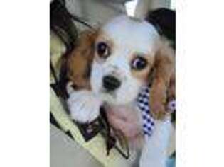 Cavalier King Charles Spaniel Puppy for sale in Spartanburg, SC, USA