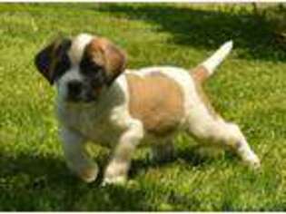 Saint Bernard Puppy for sale in Grantsville, MD, USA