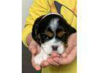 Cavalier King Charles Spaniel Puppy for sale in San Luis Obispo, CA, USA