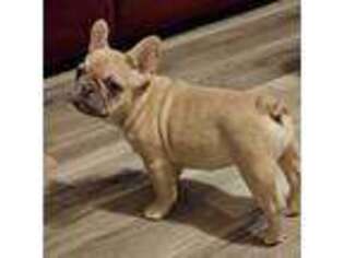 French Bulldog Puppy for sale in Centre, AL, USA