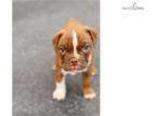 Olde English Bulldogge Puppy for sale in Fort Myers, FL, USA