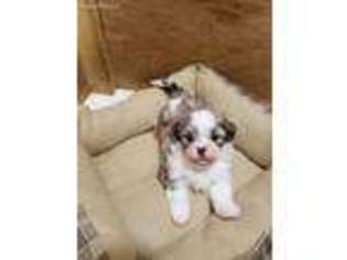 Mal-Shi Puppy for sale in Moncks Corner, SC, USA