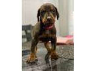 Doberman Pinscher Puppy for sale in Sparta, MI, USA