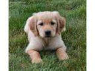 Golden Retriever Puppy for sale in Orrville, OH, USA