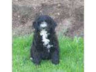 Portuguese Water Dog Puppy for sale in Ontario, CA, USA