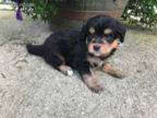 Mutt Puppy for sale in Osgood, IN, USA