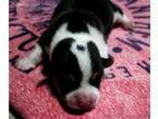 Pembroke Welsh Corgi Puppy for sale in Farwell, TX, USA