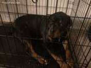 Rottweiler Puppy for sale in Maple Shade, NJ, USA
