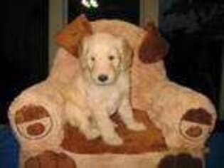 Goldendoodle Puppy for sale in Sweeny, TX, USA