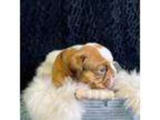 Bulldog Puppy for sale in Dierks, AR, USA
