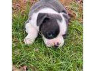 Boston Terrier Puppy for sale in Chickamauga, GA, USA