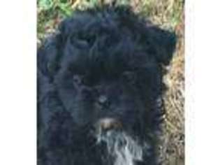 Shih-Poo Puppy for sale in Patriot, OH, USA