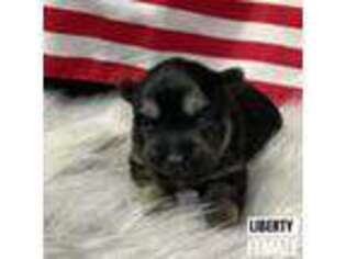 Mutt Puppy for sale in Scotia, NE, USA